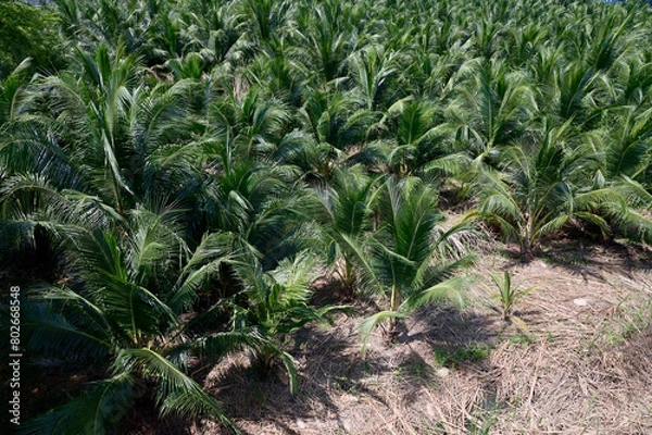 Fototapeta Top Views of Coconut trees are planted in rows in the orchard with natural background at Thailand.