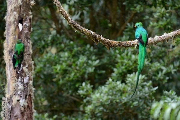 Obraz Nesting resplendent quetzal
