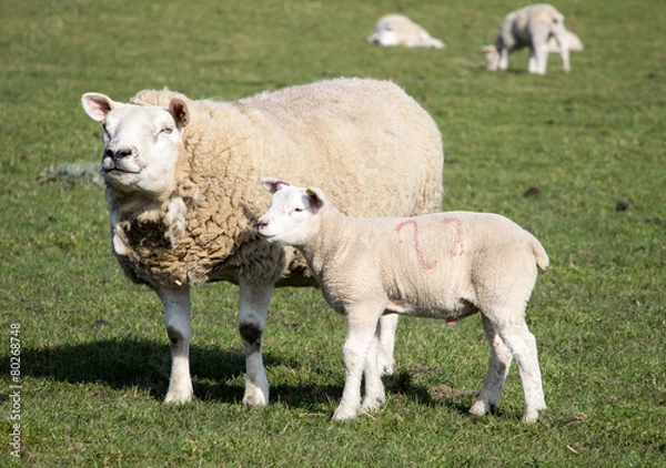 Obraz Ewe and Lamb, Holmfirth , West Yorkshire