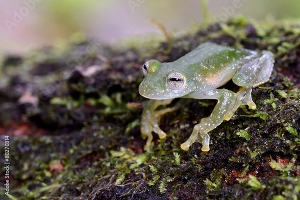 Obraz Powdered glass frog