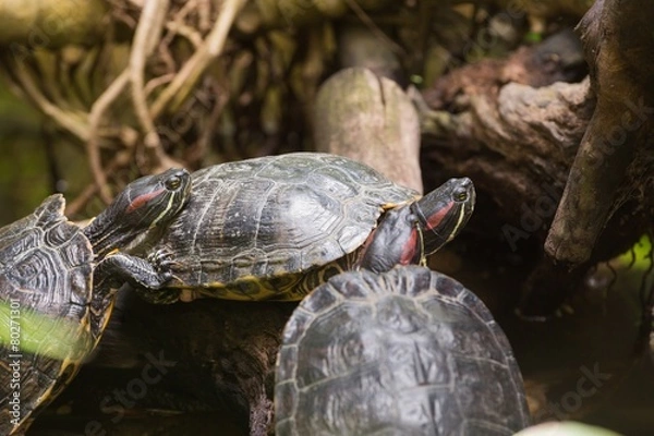 Obraz Three terrapin turtles