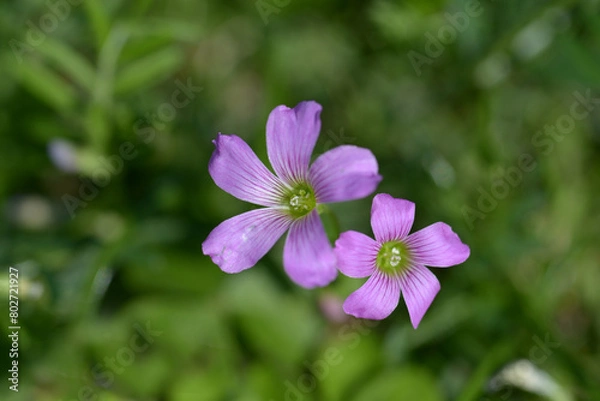 Obraz ムラサキカタバミ