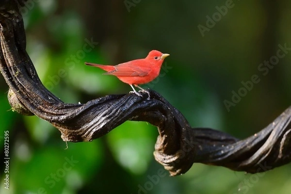 Obraz Summer tanager 
