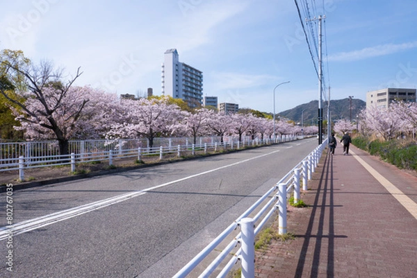 Obraz 妙法寺川の桜並木
