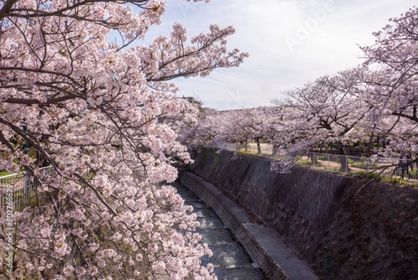Obraz 妙法寺川の桜並木