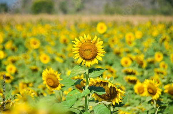 Obraz Sun flowers