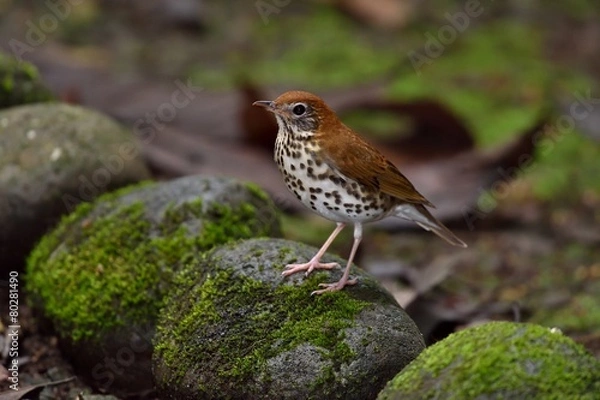 Obraz Wood thrush