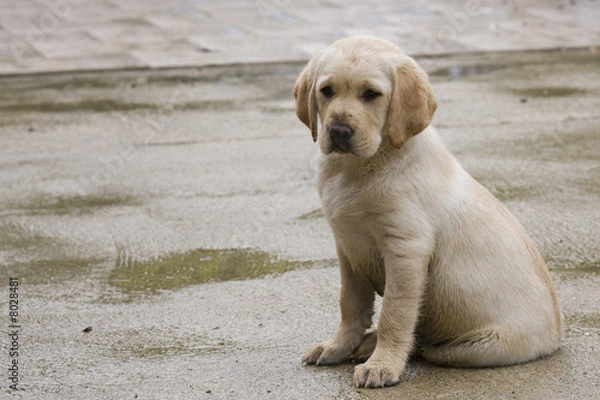 Obraz jeune labrador