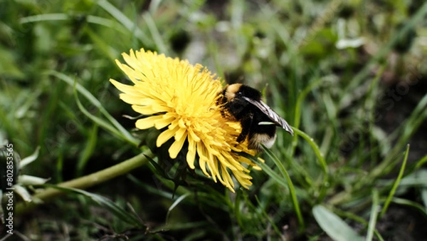 Fototapeta bee on dandelion