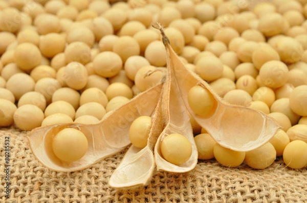 Fototapeta 大豆