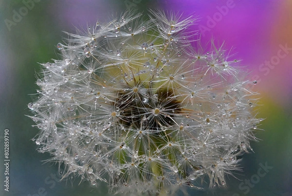 Obraz Dandelion