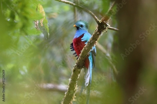 Obraz Hidden resplendent quetzal