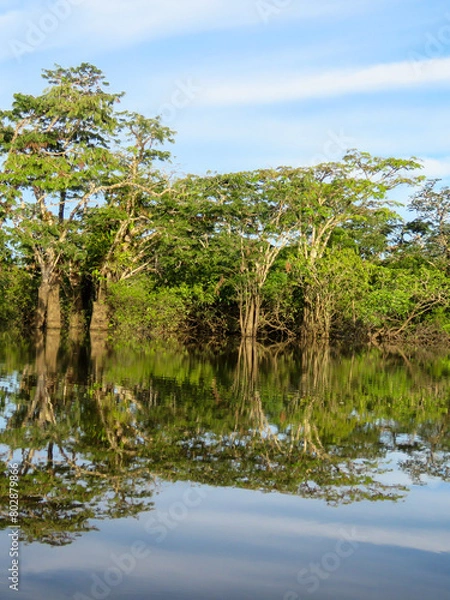 Fototapeta amazon river and rainforest
