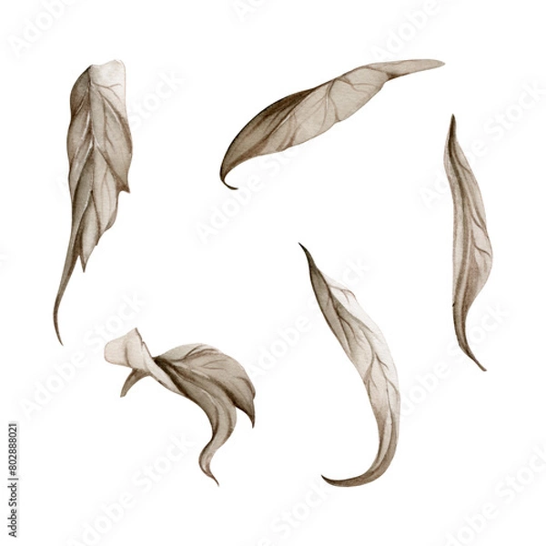 Obraz Hand drawn watercolor grisaille monochrome flower, bush, tree leaves, stems, branches. Single element isolated on white background. Invitations, wedding or greeting cards, floral shop, print, textile