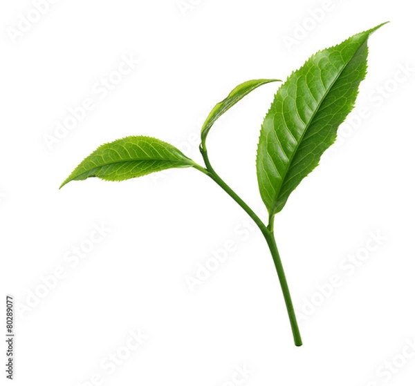 Obraz Green tea leaf isolated on white background
