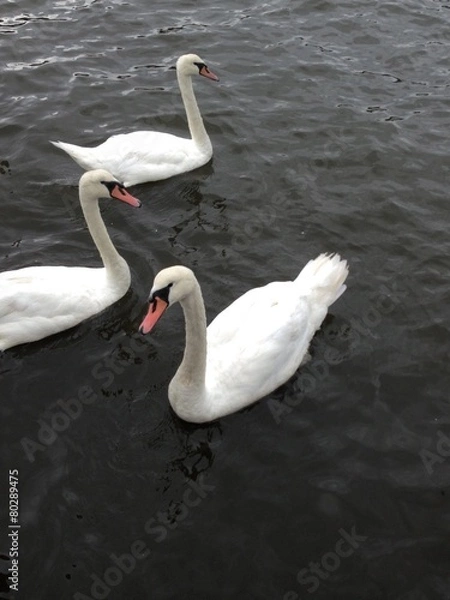 Obraz Swans Swimming