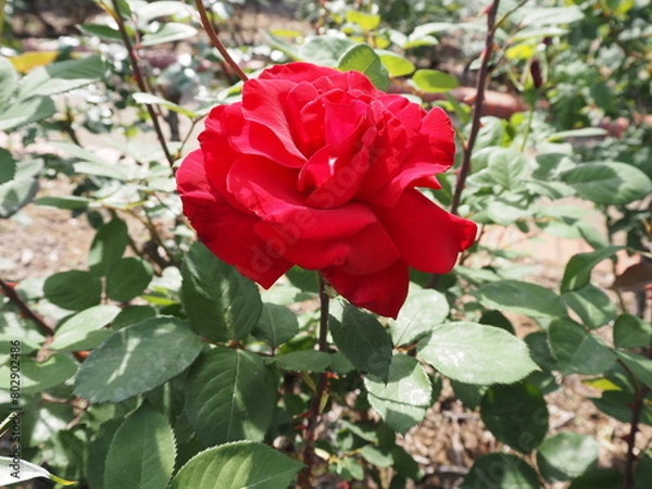 Fototapeta バラの花 P4281147