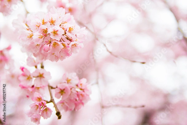 Fototapeta weepeing cherry's branches