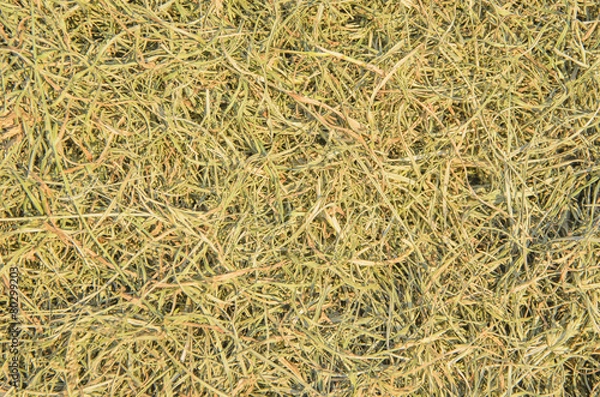Obraz Die grass
