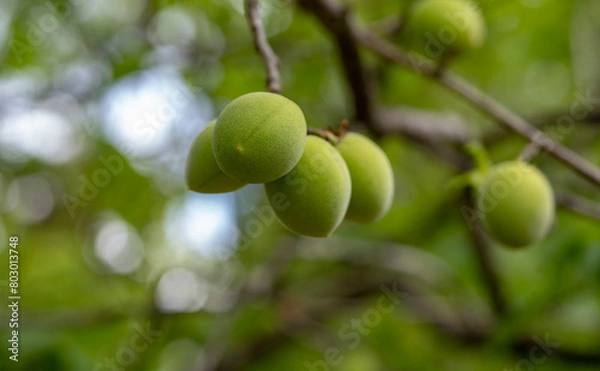 Fototapeta 青い梅の実