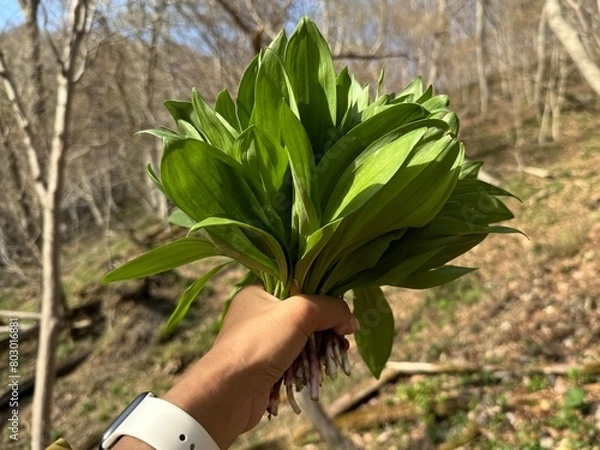 Obraz 行者ニンニク