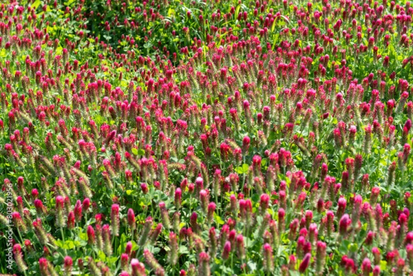 Fototapeta 紅花詰草