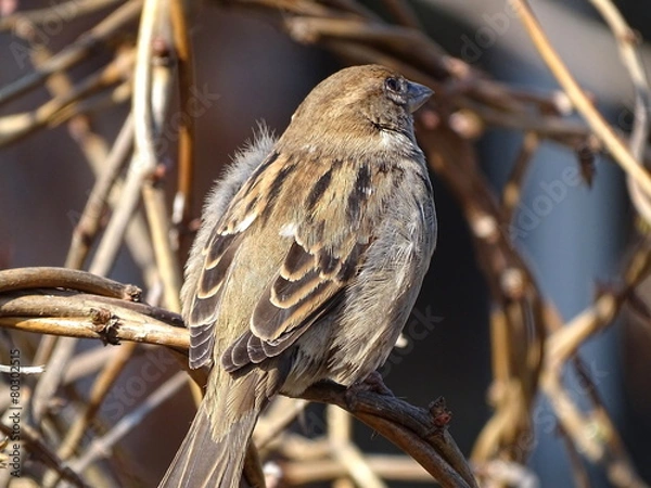 Fototapeta Sparrow on a tree