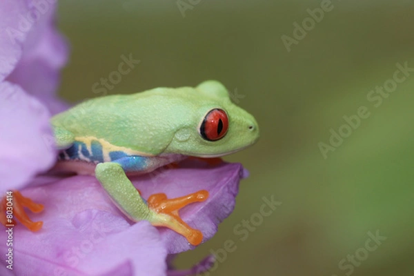 Obraz Red Eyed Tree Frog