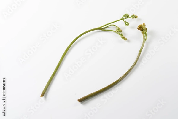 Fototapeta 山菜わらび　白背景