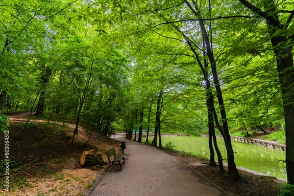 Fototapeta path in the forest