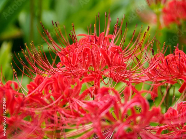 Fototapeta 高画質なヒガンバナの写真