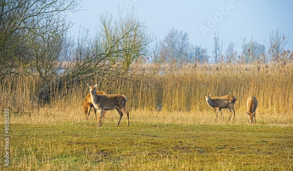Fototapeta Red deer grazing in a field near a lake