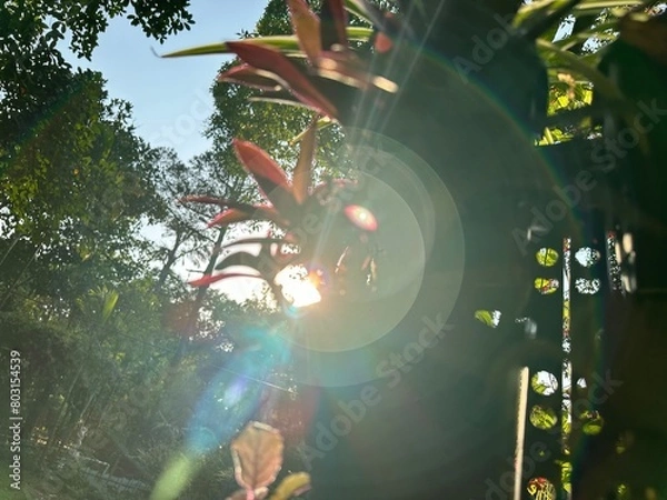 Fototapeta Rays through leaves