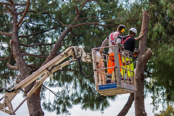 Obraz professional lumberjack cuts trunks