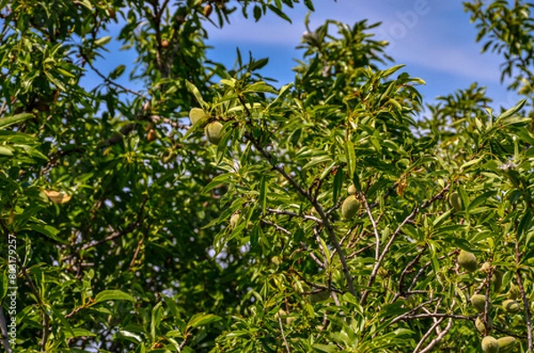 Fototapeta green almonds on the tree in spring (Ildir, Izmir province, Turkiye)	