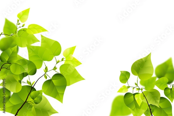 Obraz Branch isolated on white background