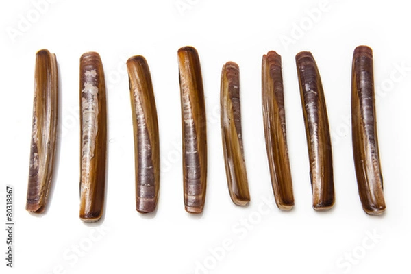 Obraz Razor Clams