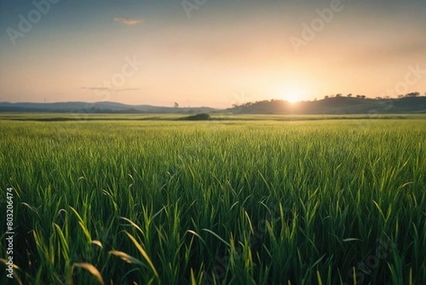Obraz field of wheat