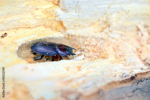 Fototapeta コクワガタのメス