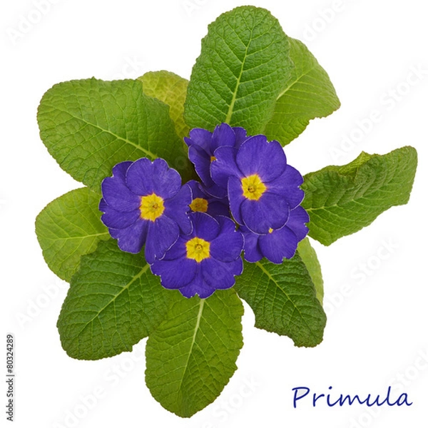 Obraz flower primrose violets isolated on white