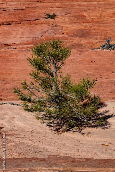 Obraz Determined Pine Tree Growing on Sandstone