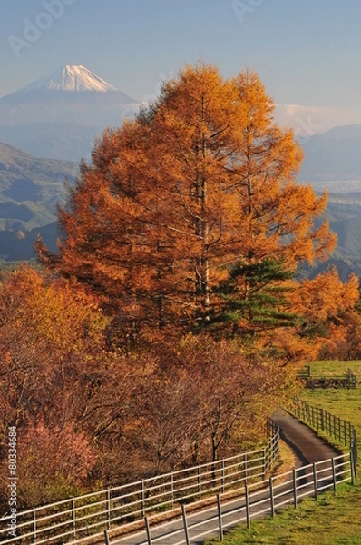 Obraz outono em japão