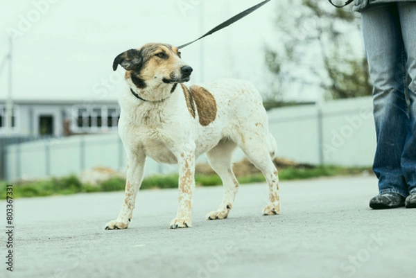 Fototapeta a dog in a shelter for stray dogs in the village of Kugesi in Chuvashia