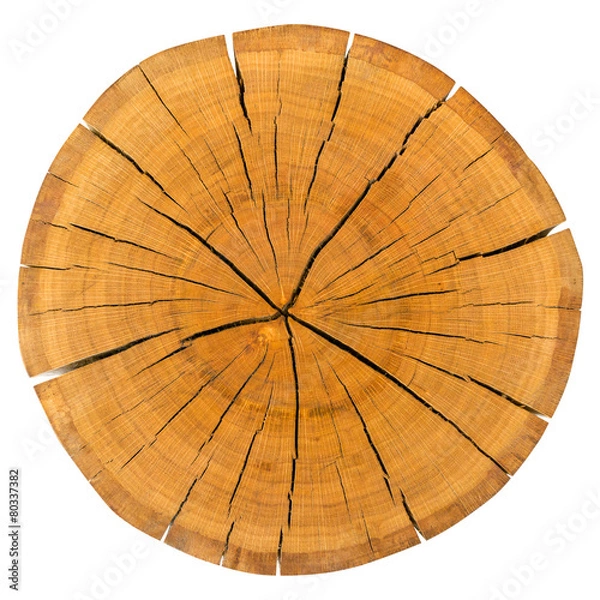 Fototapeta Tree Ring Isolated On White