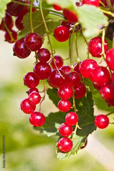Fototapeta red currant