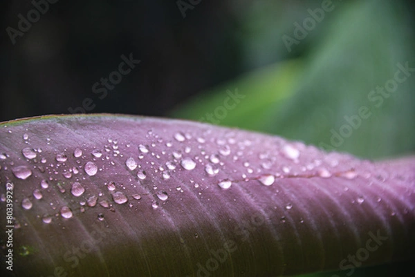 Fototapeta Green and purple banana leaf with clear dew and drops on top after summer rain with dark green background