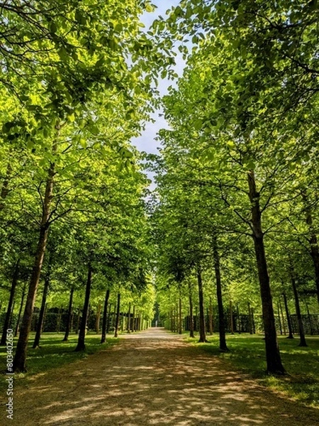 Obraz Central park alley