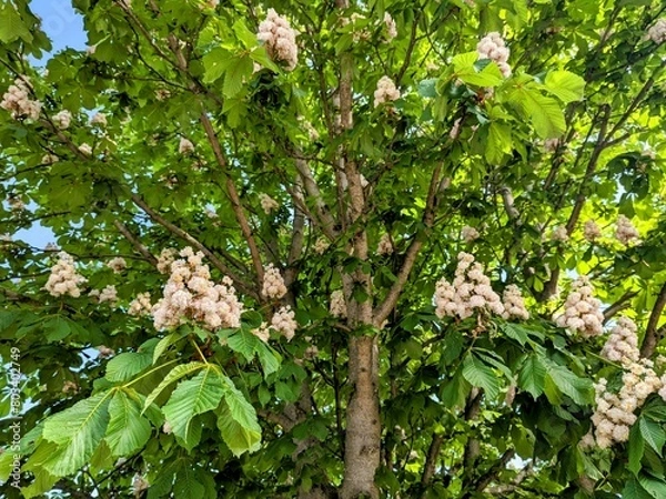 Obraz Chesnut tree blooming