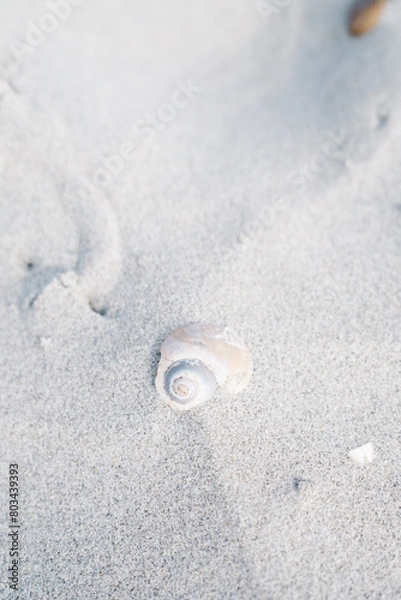 Obraz Broken Seashell in Sand on Cold Winter Beach Day