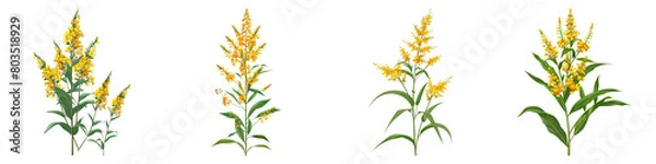 Fototapeta Collection of Goldenrod isolated on transparent png background. Generative ai